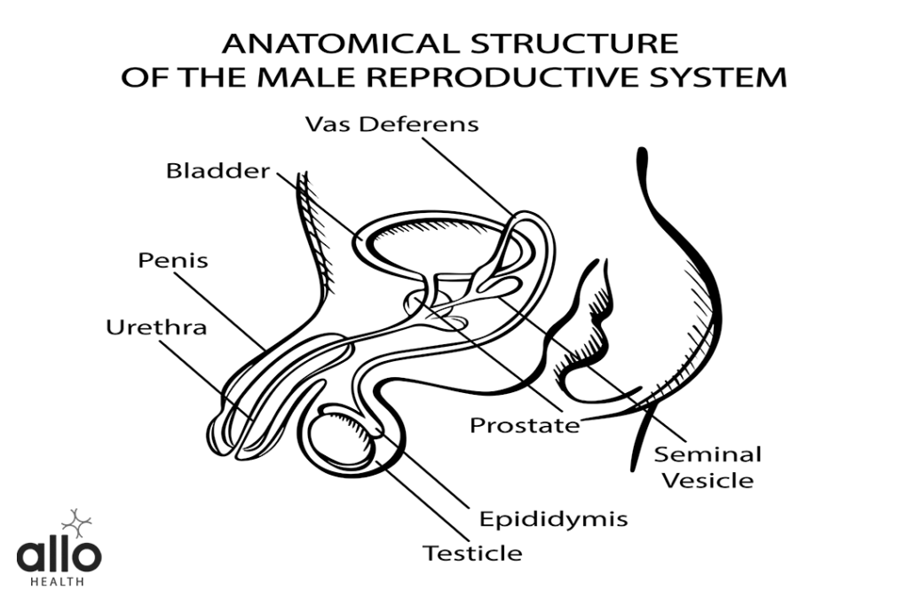 Male Reproductive System Structure And Its Functions By Allo Health 5799