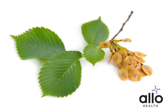 Slippery Elm helps with Addiction. – EarthSong Herbals
